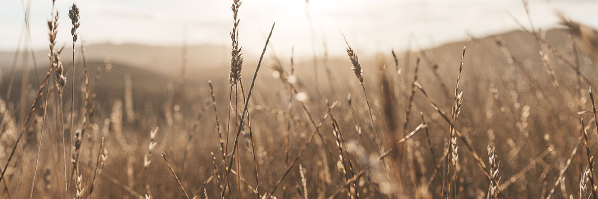 Hot dry, field Photo by Brandon Weekes on Unsplash